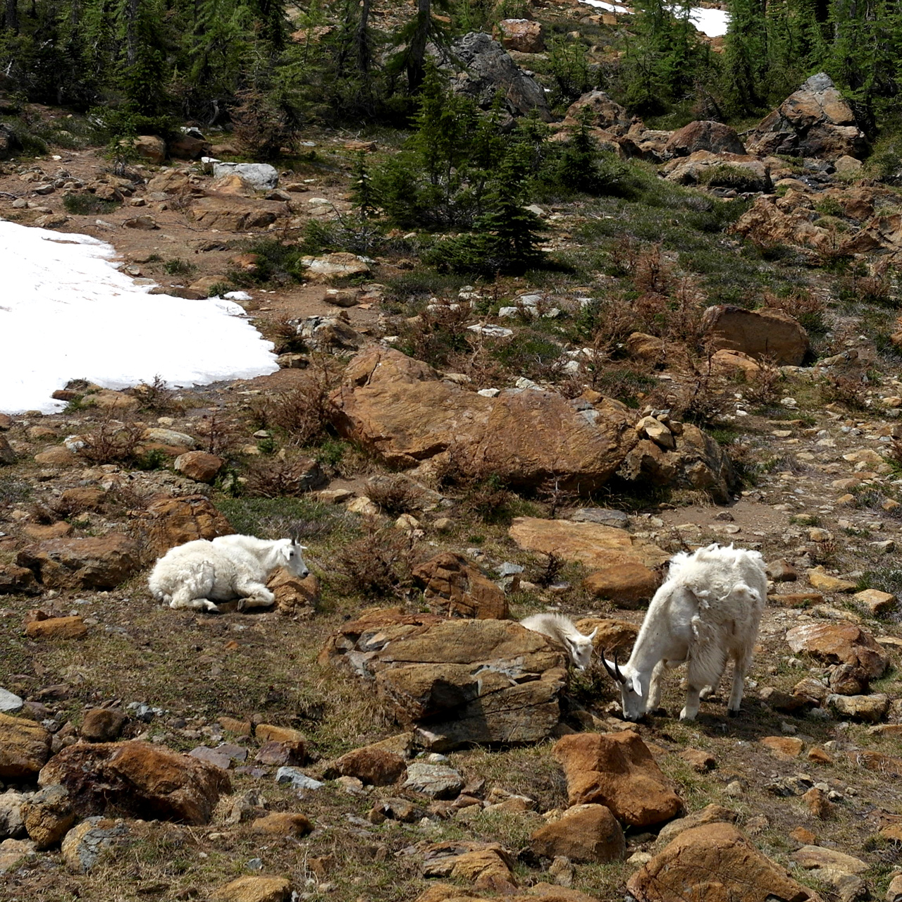 are dogs allowed at ingalls lake